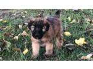 Soft Coated Wheaten Terrier Puppy for sale in Temecula, CA, USA