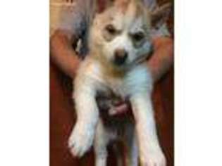 Siberian Husky Puppy for sale in Nevada, TX, USA