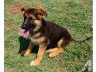 German Shepherd Dog Puppy for sale in TRENTON, TX, USA