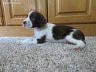 English Springer Spaniel Puppy for sale in Newmanstown, PA, USA