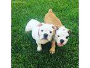 Bulldog Puppy for sale in Lexington, SC, USA