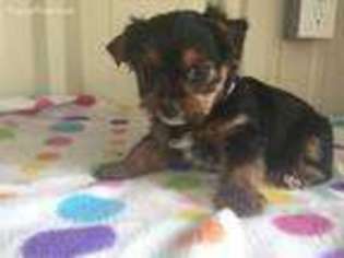 Yorkshire Terrier Puppy for sale in Morristown, TN, USA