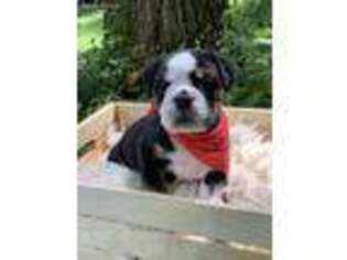 Olde English Bulldogge Puppy for sale in Winchester, KY, USA