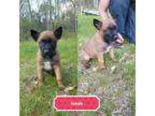 Belgian Malinois Puppy for sale in White Cloud, MI, USA