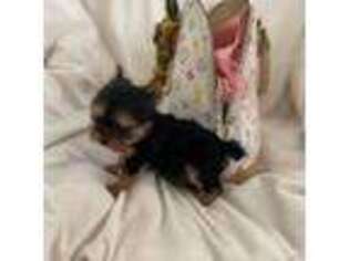 Yorkshire Terrier Puppy for sale in Newport Beach, CA, USA