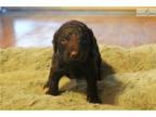 Mutt Puppy for sale in Montgomery, AL, USA