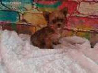 Yorkshire Terrier Puppy for sale in Odessa, TX, USA