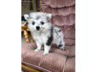 Pomeranian Puppy for sale in Avilla, IN, USA