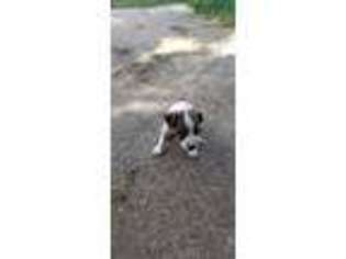 Jack Russell Terrier Puppy for sale in Fort Myers, FL, USA