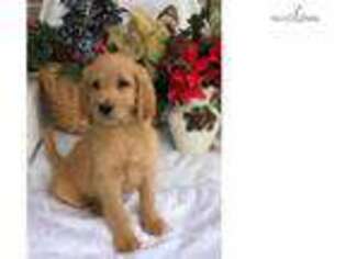 Labradoodle Puppy for sale in Williamsport, PA, USA