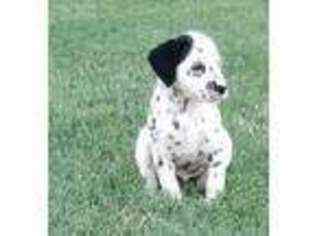 Dalmatian Puppy for sale in Canton, TX, USA