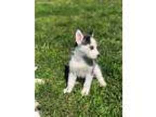 Siberian Husky Puppy for sale in Campbell, CA, USA