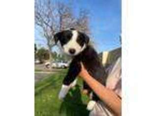 Border Collie Puppy for sale in Fontana, CA, USA