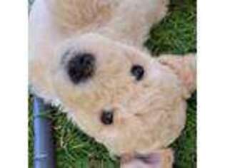 Goldendoodle Puppy for sale in Muskego, WI, USA