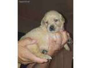 Labrador Retriever Puppy for sale in Upland, CA, USA