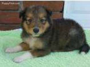 Collie Puppy for sale in Sulphur Springs, TX, USA
