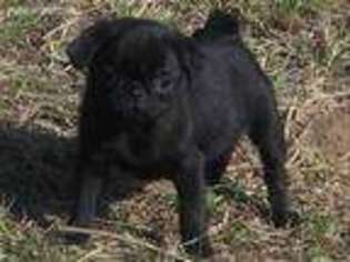 Pug Puppy for sale in Gilmer, TX, USA
