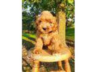 Cavapoo Puppy for sale in Colby, WI, USA