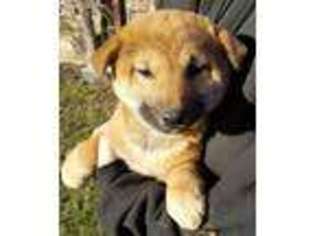 Shiba Inu Puppy for sale in Hillsboro, WI, USA