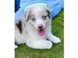 Australian Shepherd Puppy for sale in Pegram, TN, USA