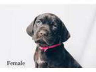 German Shorthaired Pointer Puppy for sale in Yucaipa, CA, USA