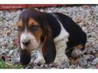 Basset Hound Puppy for sale in Falcon, MO, USA