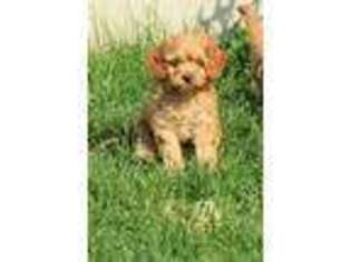 Cavapoo Puppy for sale in Stevens, PA, USA