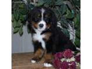 Bernese Mountain Dog Puppy for sale in Barnett, MO, USA