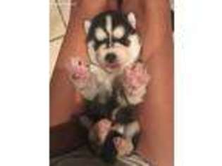 Siberian Husky Puppy for sale in Edinburg, TX, USA