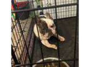French Bulldog Puppy for sale in Fort Eustis, VA, USA