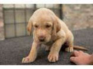 Labrador Retriever Puppy for sale in Erath, LA, USA
