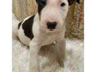 Bull Terrier Puppy for sale in Baytown, TX, USA