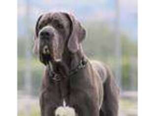 Great Dane Puppy for sale in Oroville, WA, USA