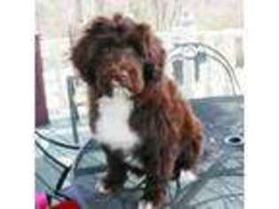 Portuguese Water Dog Puppy for sale in Winston Salem, NC, USA