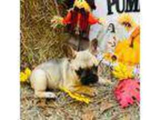 French Bulldog Puppy for sale in Ludowici, GA, USA
