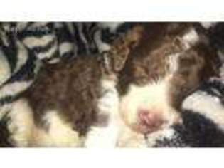 Goldendoodle Puppy for sale in Rogers, TX, USA