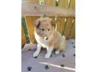 Collie Puppy for sale in Long Lane, MO, USA