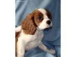 Cavalier King Charles Spaniel Puppy for sale in Santa Clarita, CA, USA