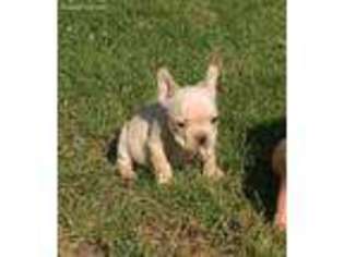 French Bulldog Puppy for sale in Minerva, OH, USA