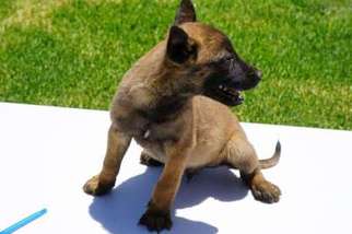 Belgian Malinois Puppy for sale in Claremont, CA, USA