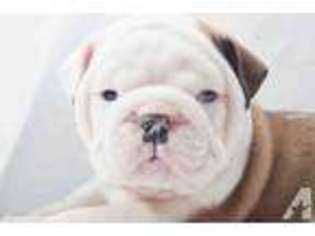 Bulldog Puppy for sale in UNION CITY, NJ, USA