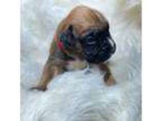 Boxer Puppy for sale in Purdy, MO, USA