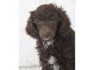 Mutt Puppy for sale in Corsica, SD, USA