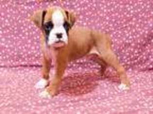 Boxer Puppy for sale in Spencerville, IN, USA