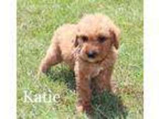 Labradoodle Puppy for sale in Marshall, AR, USA