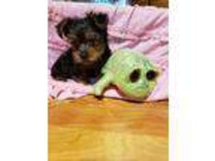 Yorkshire Terrier Puppy for sale in New Hartford, CT, USA