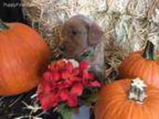 Goldendoodle Puppy for sale in Paoli, IN, USA