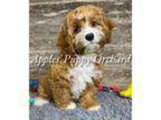 Cavapoo Puppy for sale in Bokchito, OK, USA