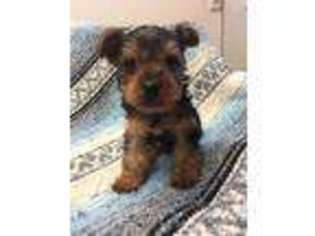 Yorkshire Terrier Puppy for sale in Bangs, TX, USA