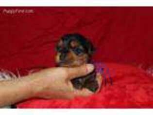 Yorkshire Terrier Puppy for sale in High Point, NC, USA